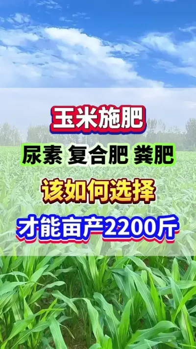 玉米施肥，尿素，复合肥，粪肥该如何选择，才能亩产2200斤#玉米种植 #三农 #玉米管理 #玉米高产 #增产增收