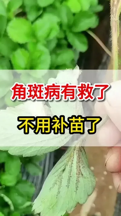 草莓角斑有救了，一个高招教会你#种植技术 #角斑病