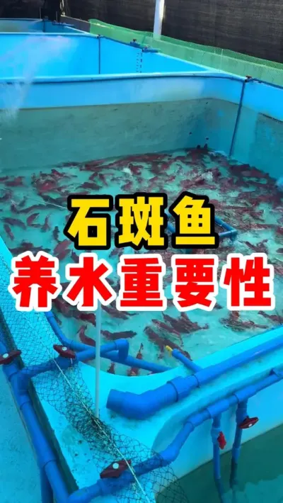 石斑鱼养水重要性 #水产养殖 #养鱼日记 #石斑鱼 #东星斑 #三农 @抖加🔥上热门🔥dou+🔥热点宝
