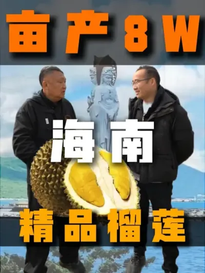 在海南种榴莲，到底能赚多少钱？国产榴莲的逆袭：海南果农的&ldquo;黄金梦&rdquo;#农业种植 #抖音助农 #水肥一体化#榴莲种植