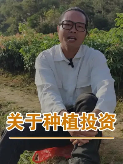 流动资金不足就不要把种植当成投资项目了#广西灵山荔枝果苗#农业创业#抖音新农人计划2024#吕老师种果苗