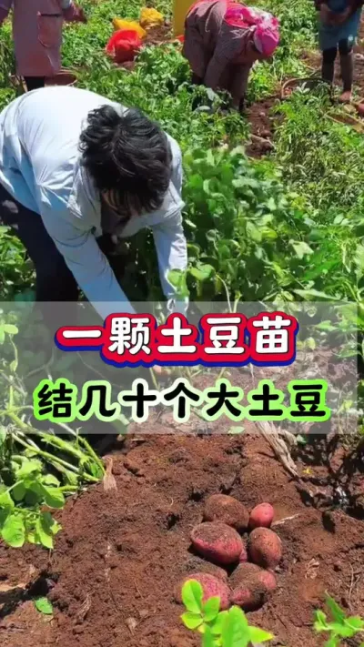 一棵土豆苗，结十几个大土豆#土豆种植 #马铃薯 #洋芋 #栽洋芋 #土豆高产种植