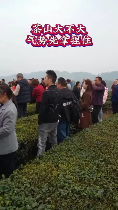 #茶园风光 #茶园管理催芽配方 #春茶采摘一芽一叶一抹香