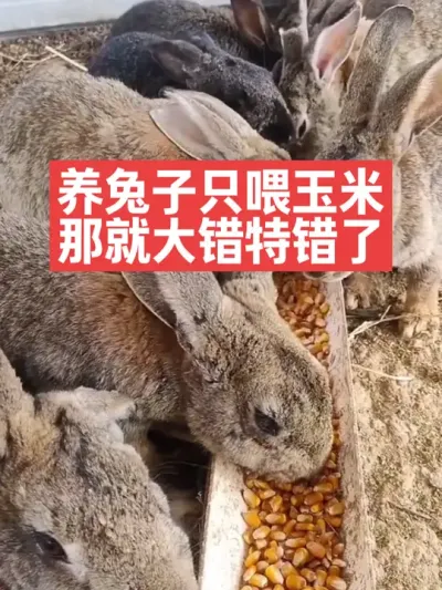 养兔子只喂玉米，那就大错特错了 #兔子#养殖#三农#养兔