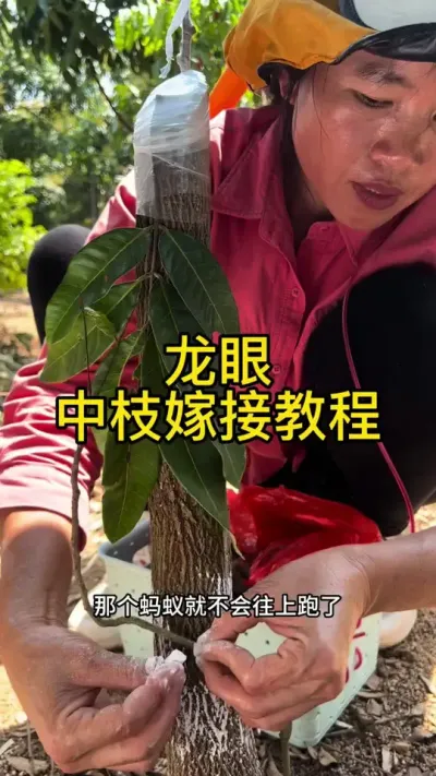 中枝嫁接教程（龙眼）#嫁接技术 #2024新农人计划 #dou来广东百千万 #青dou计划