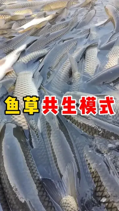 鱼草共生模式#养鱼 #养鱼养心#养鱼日记 #养鱼日志 ##水产养殖  @抖加🔥上热门🔥dou+🔥热点宝  @抖加🔥上热门🔥dou+🔥热点宝 