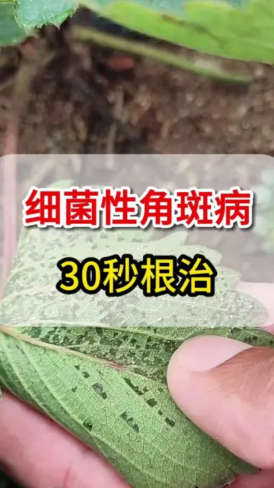 草莓角斑病大爆发，这一瓶搞定它#三农#角斑病#抖音助农