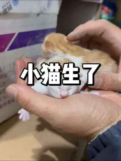 小猫生了，猜猜生了几只 