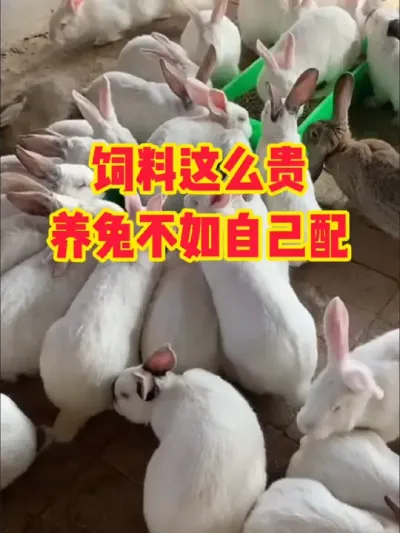 饲料这么贵，养兔不如自己配 #三农#养殖#兔子