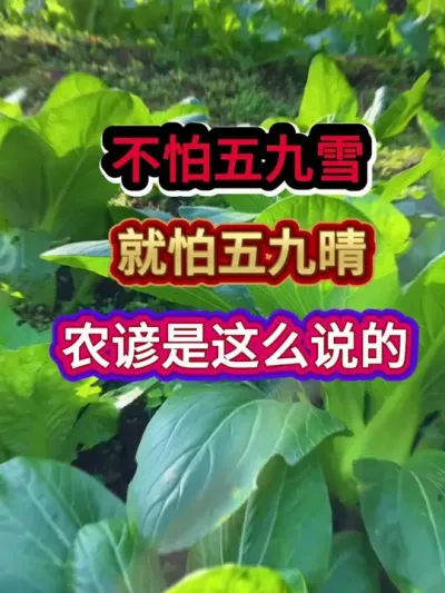不怕五九雪就怕五九晴农谚是这么说的 #农业谚语 #农谚 #农业种植 #三农 #分享农业知识帮农民增产增收