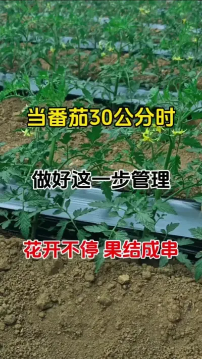 当番茄长到30公分高，做好这一步管理，花开不停，果结不断#番茄种植 #农业种植 #促花保果 #无限回购的宝藏单品