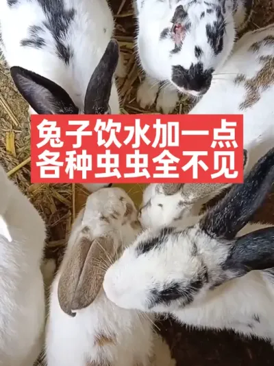 兔子饮水加一点，各种虫虫全不见 #兔子#养兔子#养殖#三农#养兔人