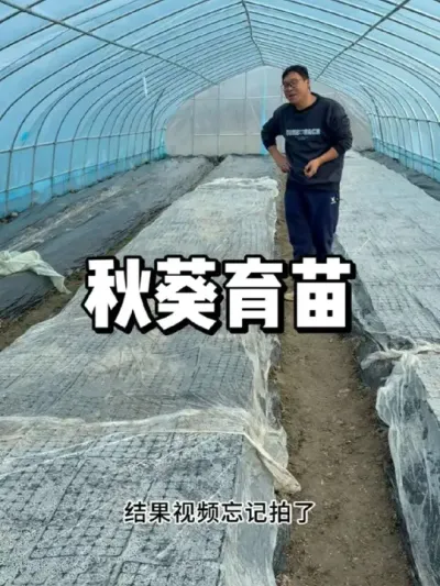 秋葵什么时候育苗，秋葵育苗方法 #农业种植 #种植 #三农 #种菜