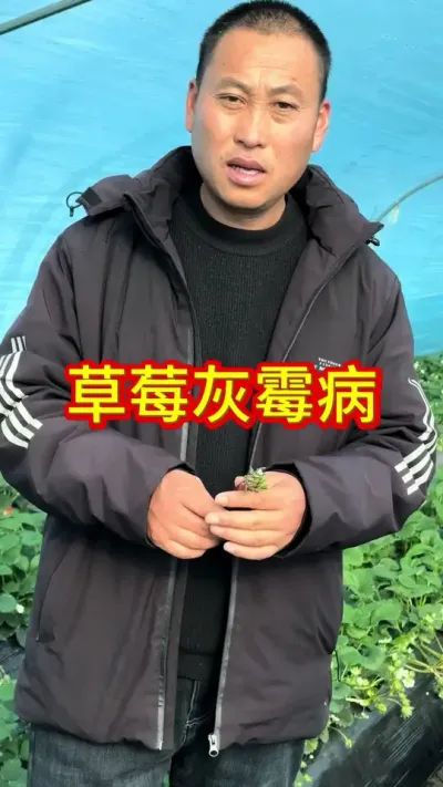 #草莓种植管理技术和方法 #草莓苗种苗 #关注我每天为你分享更多农业知识 #专业的事交给专业的人来做更靠谱 #关注我每天分享种植知识