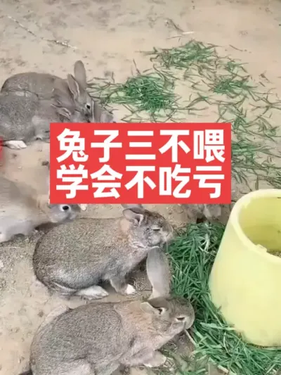 兔子三不喂，学会不吃亏 #三农#养殖#兔子#养兔人
