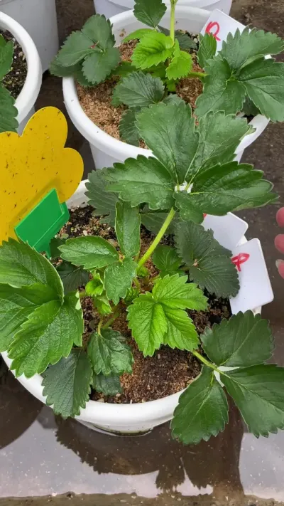 草莓大白菜 温馨提示高温地区的朋友注意控旺咯，应该不止我一个人旺长吧#在春季学点种植小技巧 #盆栽草莓 #草莓种植管理技术和方法