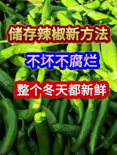 储存辣椒新方法不坏不腐烂整个冬天都新鲜 #辣椒储存方法 #辣椒种植 #农业种植 #三农 #分享农业知识帮农民增产增收