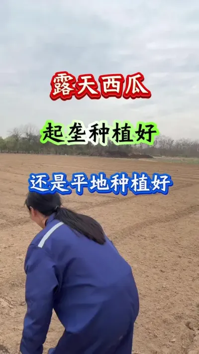 西瓜种植 露天西瓜齐垄种植好还是平地种植好#西瓜种植#西瓜管理#种西瓜 #西瓜高产