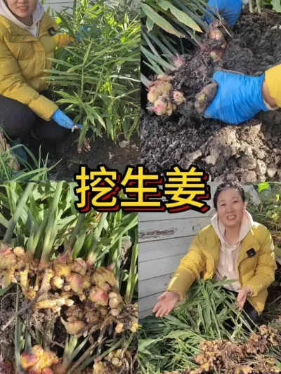 挖生姜 6月用半斤姜种种的，现在挖起来收获一大堆#种植小技巧 #我爱种菜 #阳台种菜 #生姜种植 #生姜种植技术