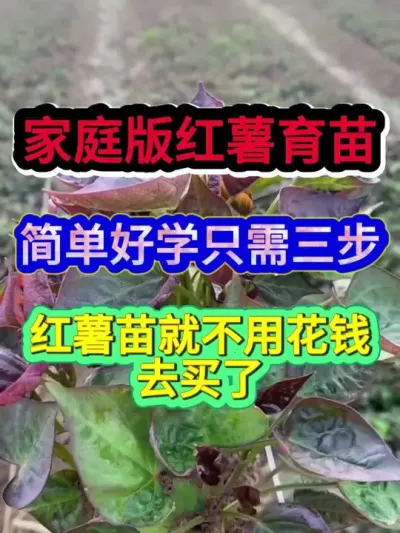 家庭版红薯育苗简单好学只需三步红薯苗就不用花钱去买了 #红薯育苗 #红薯种植 #红薯种植技术 #农业种植 #分享农业知识帮农民增产增收