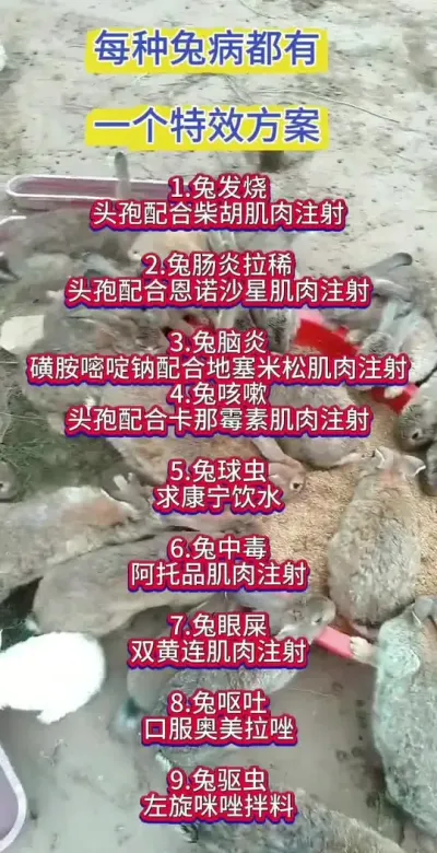 每种兔丙，都有一种特效方案#兔子 #养兔人 #兔子养殖 #肉兔养殖