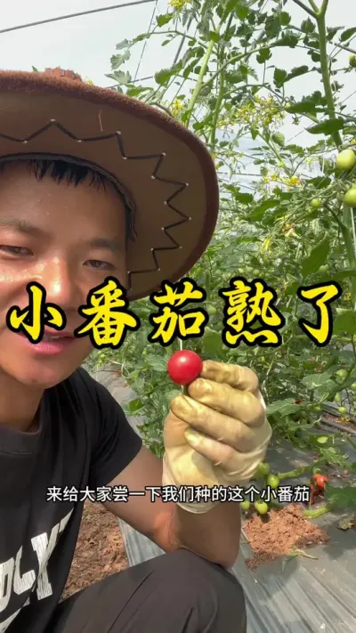 第一年回到我们老家重庆大足种植小番茄，半年的努力终于迎来了转色。#记录我的种植生活 #返乡创业新农人 #大足