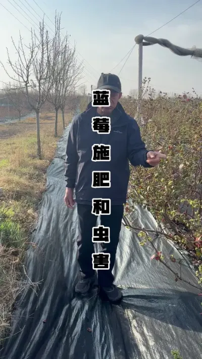 蓝莓的施肥和虫害问题，如何做！地头实地讲解！ #蓝莓种植 #果树种植 #病虫害防治 #种果树的苏老师