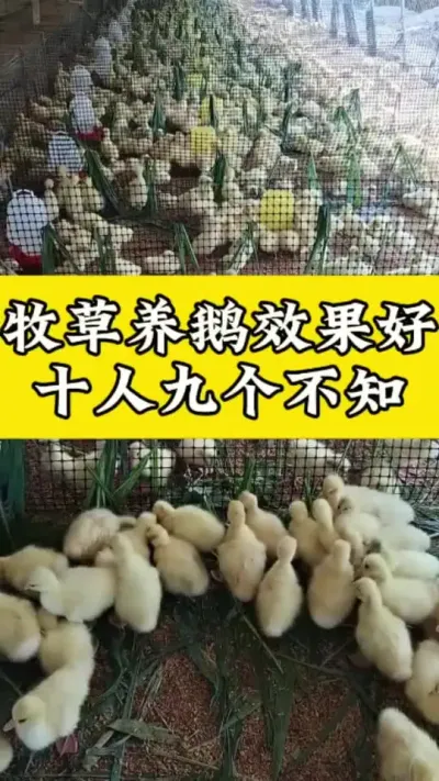 牧草养鹅效果好 #科学养鹅 #禽病技术指导 #肉鹅 #养鹅技术分享