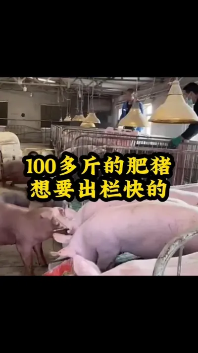 #猪喂什么饲料长得最快 #养猪人加油干 #养猪人不容易 #自繁自养母猪 #育肥猪