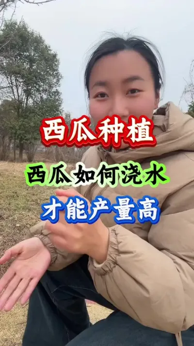 西湖种植 如何浇水才能产量高#西瓜种植 #西瓜管理#西瓜高产#种西瓜