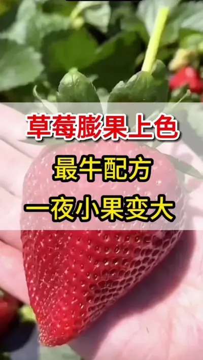 草莓膨果增甜上色就用它，茬茬高产不用愁#草莓种植 #抖音助农 #三农 #草莓🍓