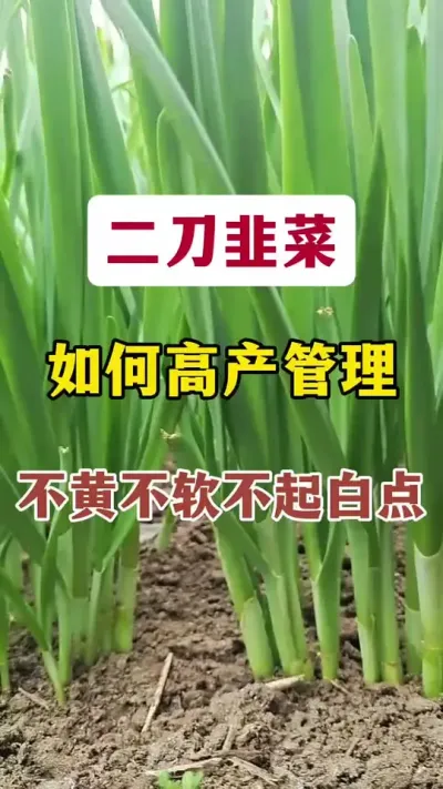 二刀韭菜如何高产管理，不黄不软不起白点。#韭菜种植 #韭菜高产 #韭菜发黄 #韭菜种植方法 #韭菜施什么肥根粗