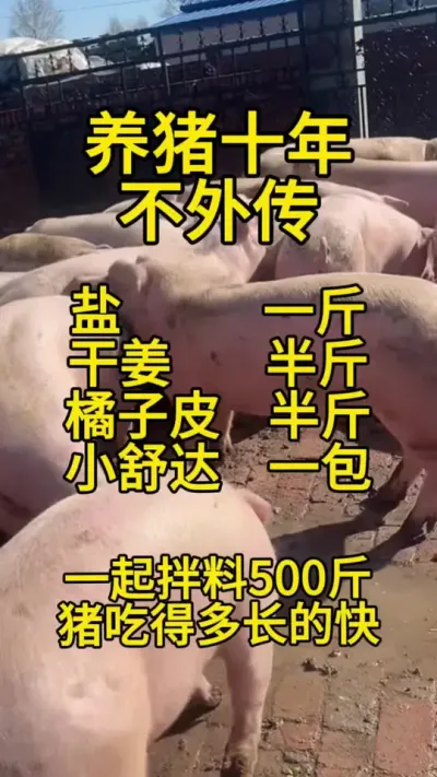 #猪喂什么饲料长得最快 #养猪人不容易 #养猪人加油干 #自繁自养母猪 #育肥猪