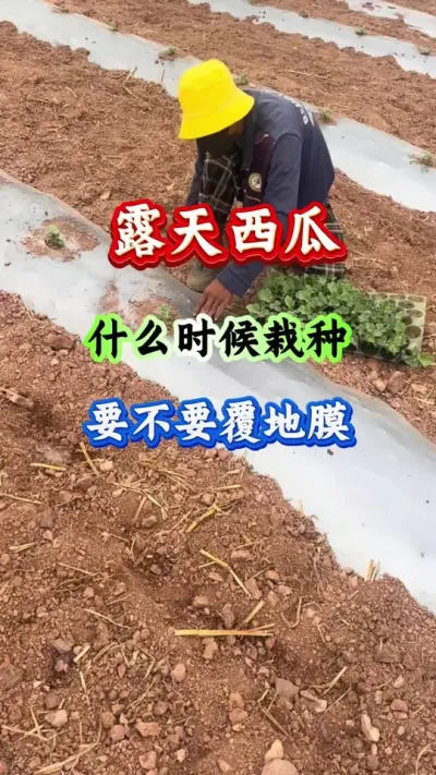 西瓜种植 露天西瓜什么时间栽种要不要覆地膜 #西瓜种植 #西瓜管理 #西瓜高产