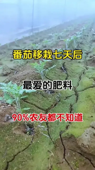 番茄移栽七天后，最喜爱的肥料，您知道吗？#西红柿种植 #病虫害防治 #农业种植