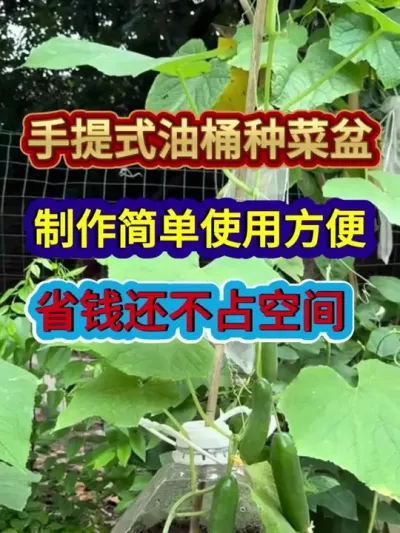 手提式油桶种菜盆制作简单使用方便省钱还不占空间 #蔬菜种植 #农业种植 #种植小技巧 #油桶种菜 #三农