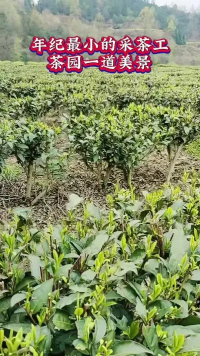 #年纪最小点采茶工#春茶采摘明前茶采摘#茶树种植与管理