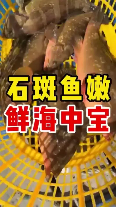 石斑鱼嫩鲜海中宝#水产养殖 #石斑鱼 #养鱼日记 #石斑鱼养殖技巧 #养鱼 @抖加🔥上热门🔥dou+🔥热点宝