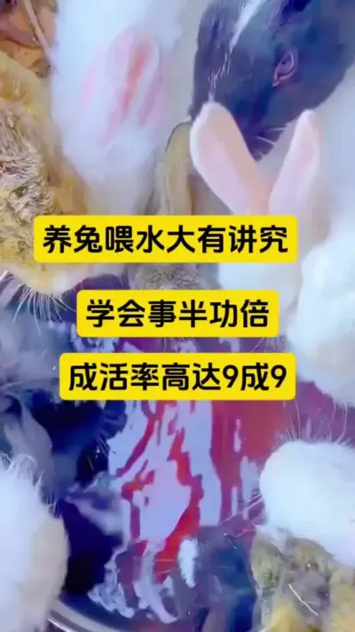 养兔喂水大有讲究，学会事半功倍，成活率高达9成9，远离兔瘟兔丙#散养兔 #科学养兔 #养兔人 #兔子 #肉兔养殖