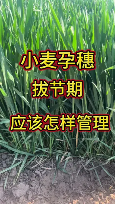 小麦孕穗拔节期怎样管理#小麦 #小麦种植 #三农 #小麦种植管理技术 @抖音创作小助手