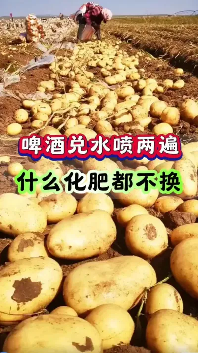 啤酒兑水喷两遍什么化肥都不换#土豆高产种植 #马铃薯种植 #洋芋种植#土豆种植技术#三农种植