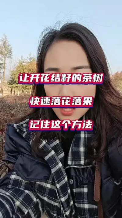 #茶树开花结籽多怎么办#茶树种植环境与质量控制 #茶园落花落果好方法