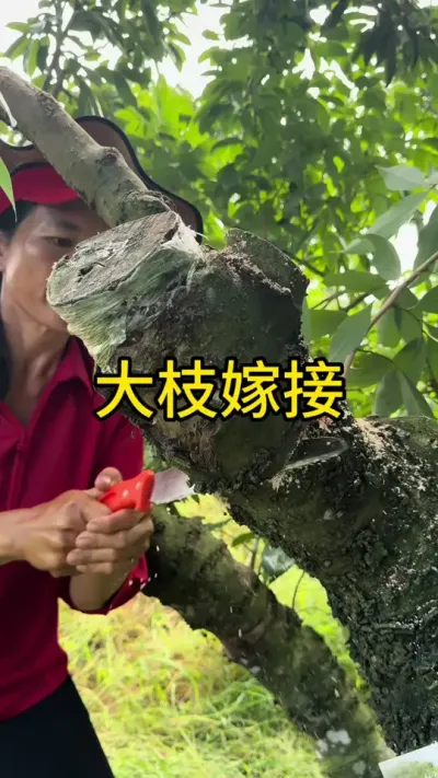 大枝嫁接⭕️#青dou计划 #dou来广东百千万 #新农人计划2025 #嫁接技术