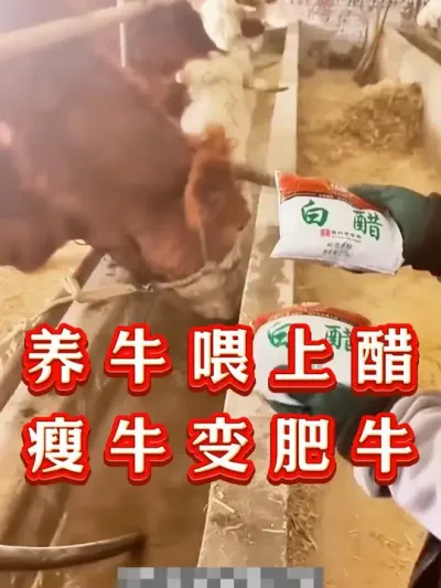 牛羊喂上醋，长膘止不住 #每天分享养牛知识  #每天分享养牛技术  #三农  #养牛 #养牛人