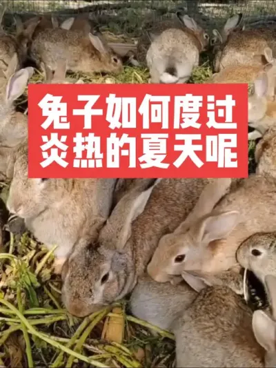 如何让兔子度过炎热的夏天呢？ #三农 #养兔人 #养兔子 #兔子 #养殖