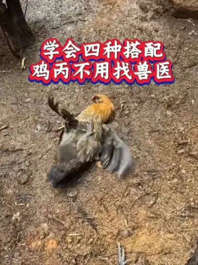 学会四种搭配，鸡生丙不用找兽医#养鸡#农村散养土鸡#养鸡技术#鸡病防治#科学养鸡