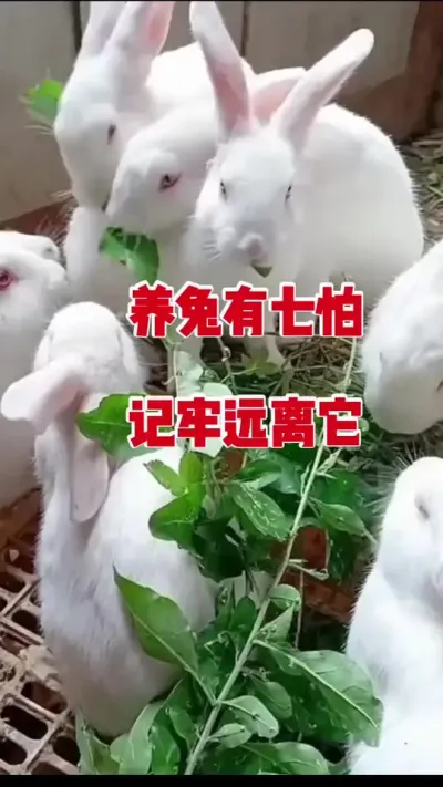 养兔有七怕，记牢远离它#兔子 #养兔人 #肉兔养殖 #养兔子注意事项 #抖音热点宝