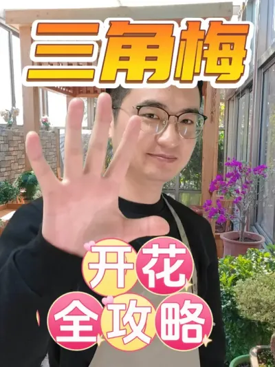 三角梅开花全攻略，敢紧学起来吧！ #养花  #三角梅  #养花小技巧