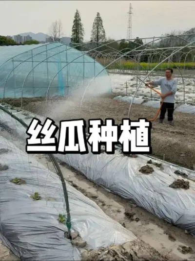 丝瓜种子，丝瓜移栽注意事项 