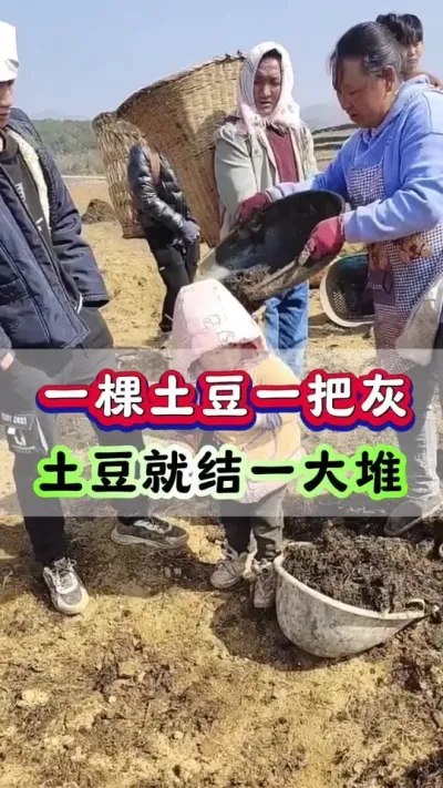 一棵土豆一把灰 土豆就结一大堆#土豆种植 #洋芋 #马铃薯 #土豆高产种植 #膨大剂
